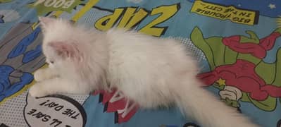 2 months female kitten fully active and healthy 03064182060