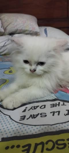 2 months female kitten fully active and healthy 03064182060