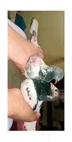 pigeon
