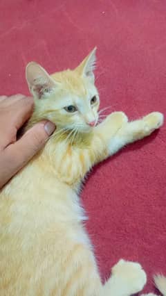 Moggy persian kitten