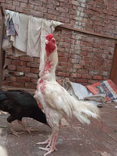 Heera