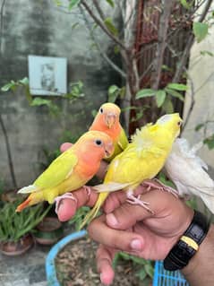 Hand tame conure silver talking parrot love bird