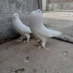 Setinate Pamorian mukhi