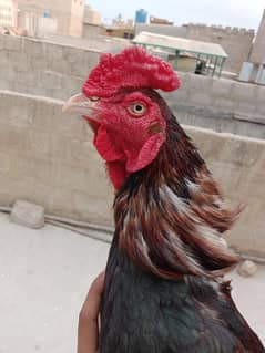 Mainwali Hen