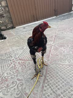 for