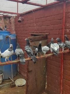 Baby pigeon for sale only 1200 pr
