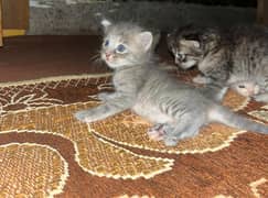 Persian Kittens With Grey Eyes