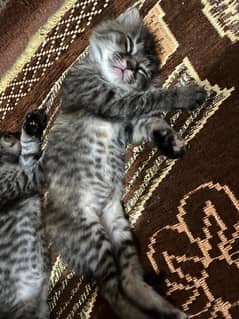Persian Kittens With Grey Eyes