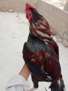 Aseel