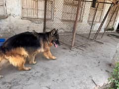 long haired German shepherd