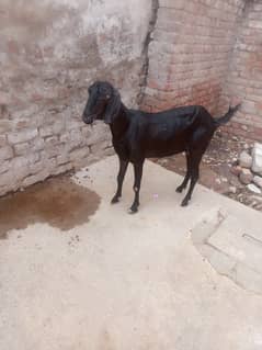Teddi Goat For Sale
