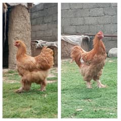 Golden Buff, Pair, Age 8 Months,