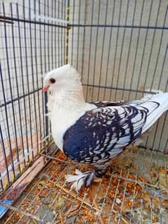 SENTIENT BREADR FEMALE FOR SALE AND SENTIENT BRIDS