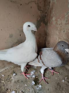 German Beauty pair for sale