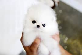 pomeranian puppies 03198435459