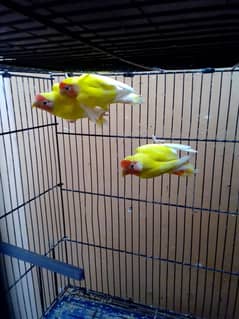 Love birds