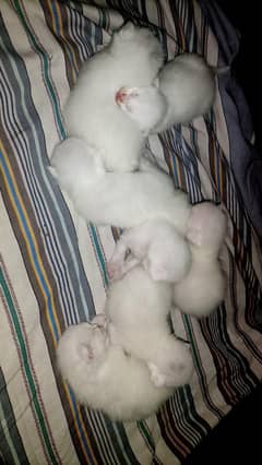 kittens lovers
