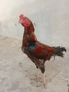 Aseel
