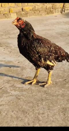 mainwali