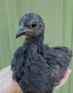 ayam cemani
