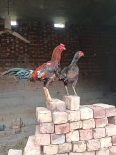 Burmi Pair