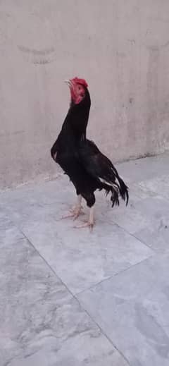 kala lakha aseel high quality