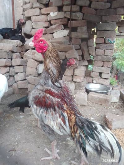 Aseel saleeta murga