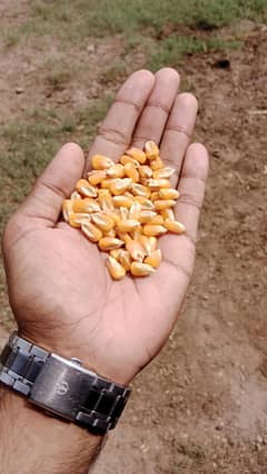 Makki for sale