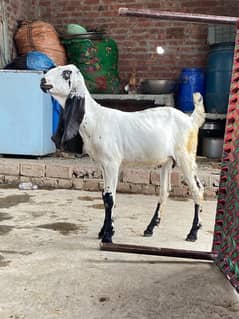 white makki cheeni male bakray hai 2no desi nasli