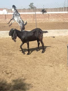 Pure Beetal Bakri