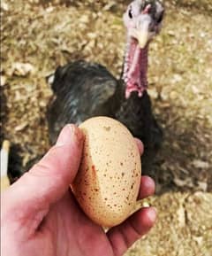 Turkey Eggs Fresh & Fertile