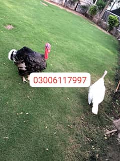 turkey