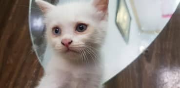 double eye white femal and black male