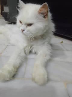 persoin cat