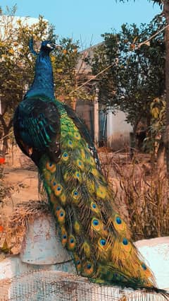 Peacock