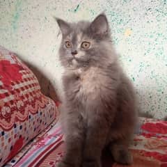 baby cat for sale