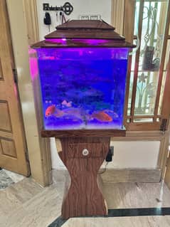 5 fishes with beautiful aquarium