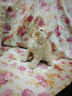 Cute triple coat kitten blue eyes