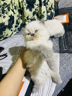 Himalayan Kitten For Sale