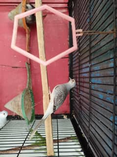 Diamond Dove breeder and pathay piece