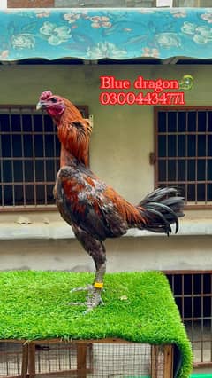 Thai Dragon 03004434771