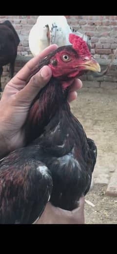 pure Aseel mianwali pair
