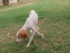 English pointer original dog female 4 months age for sale