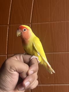 Hand Tamed Love Birds