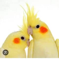 cocktail birds