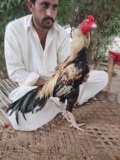 Mianwali
