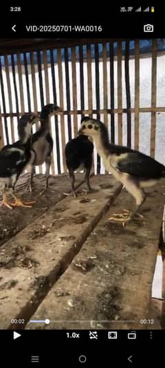 high quality Thai chicks and male