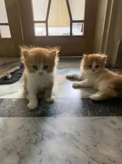 Persian