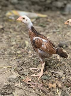Pure aseel chicks 1 month