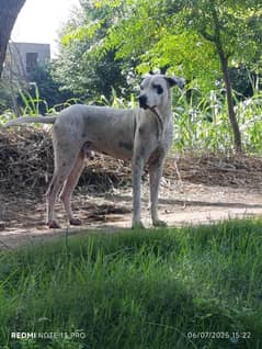 home breed